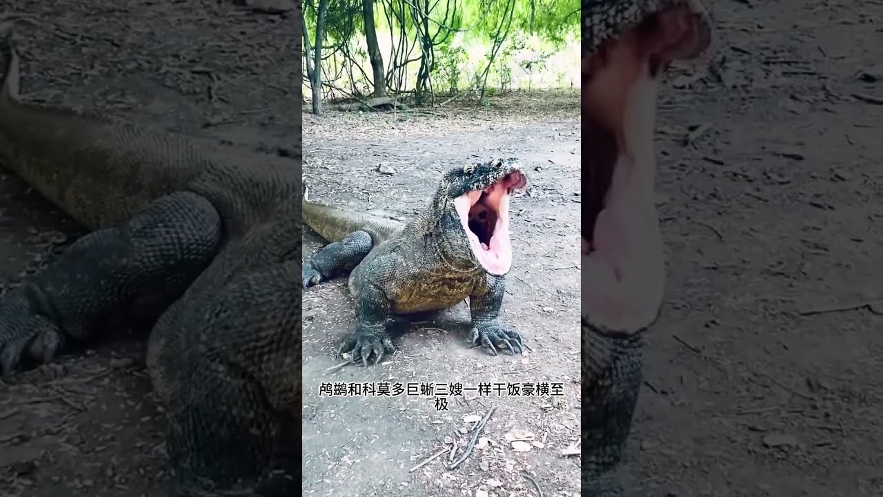 最牛杯的鸬鹚吃鱼到底有多厉害#野生动物零距离#动物的迷惑行为#鸬鹚