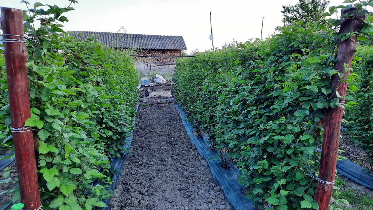 Plantatie Mure thornfree anul 1