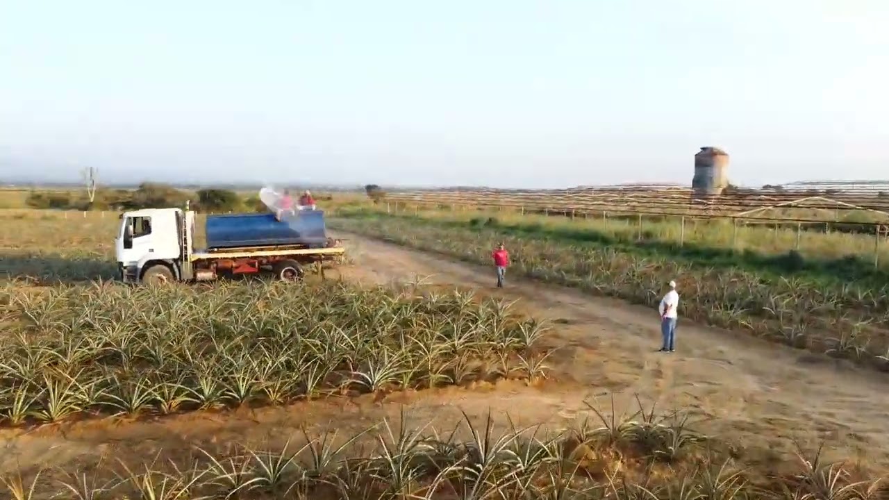 Siembra de Piñas en el Estado Lara. Venezuela.
