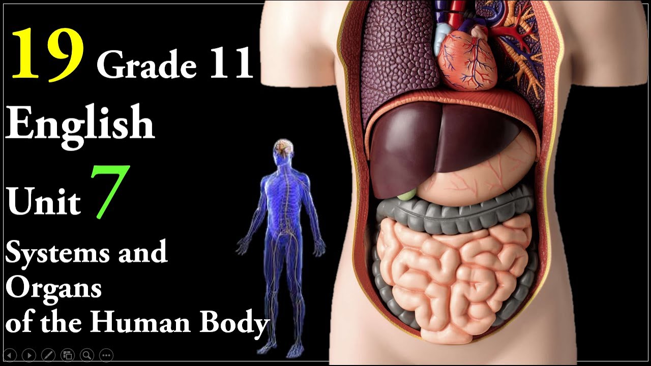 19 Grade 11 Englsih Unit 7 Systems and Organs of the Human Body: The Liver