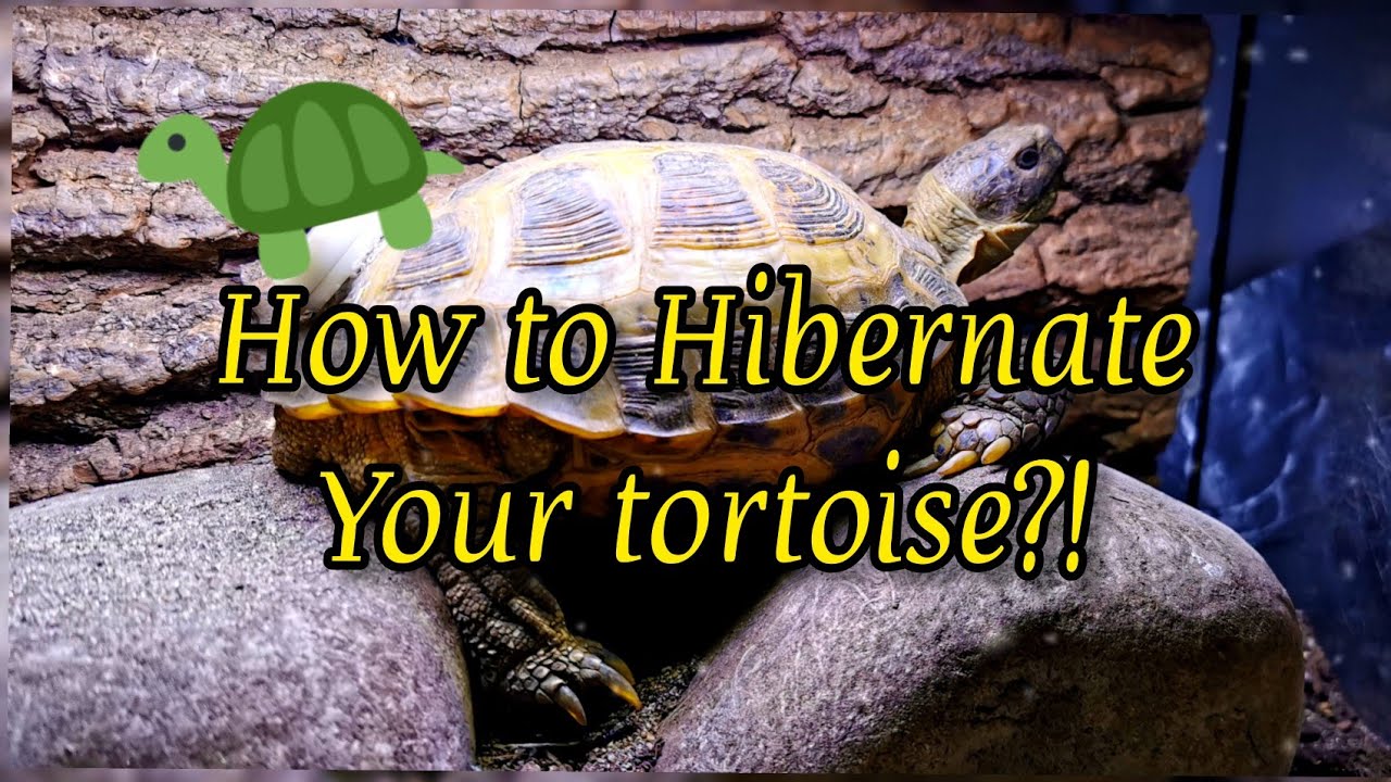HOW TO : HIBERNATE a TORTOISE