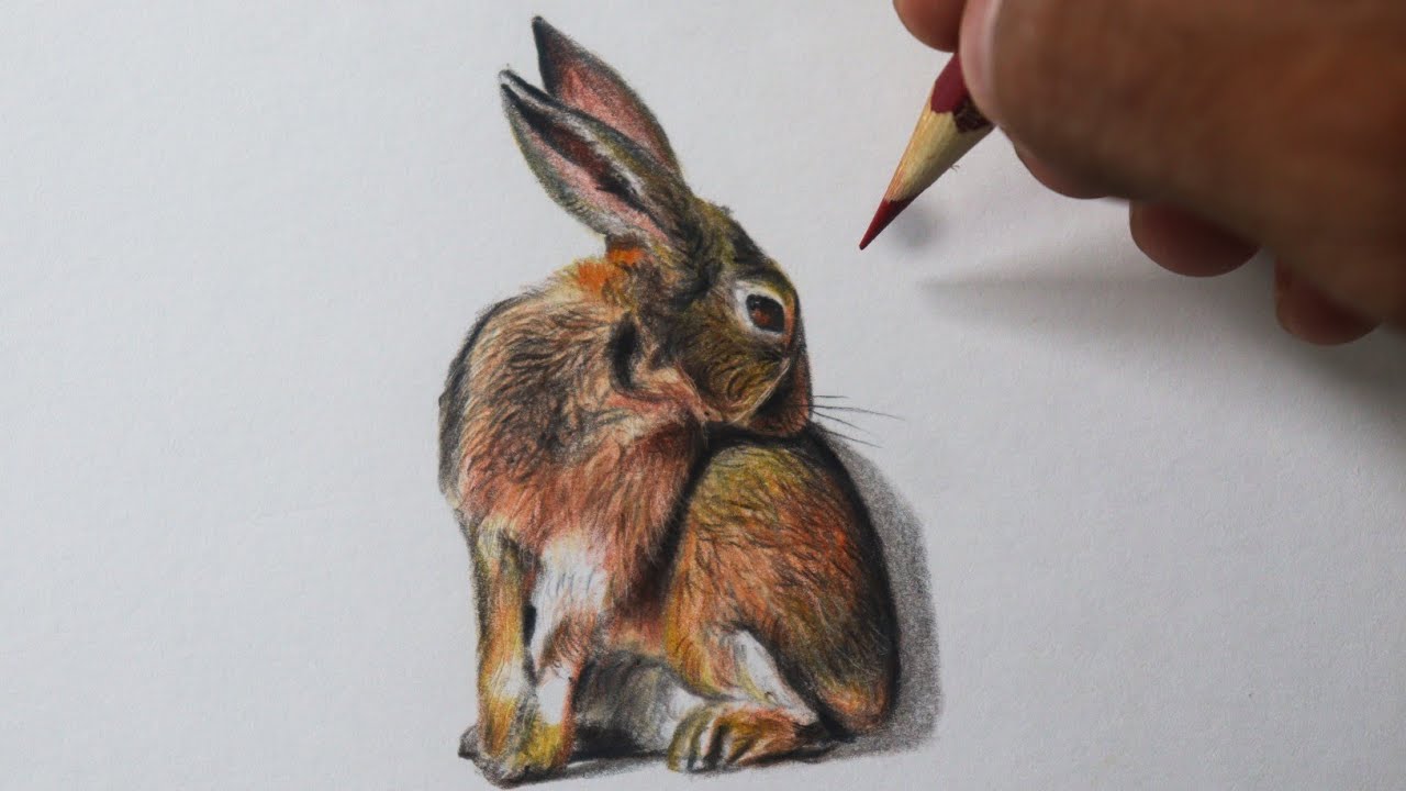 Como Desenhar um COELHO Realista ( Fácil e Detalhado ) NARRADO