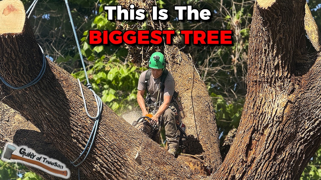 Okay THIS is seriously the BIGGEST SYCAMORE I've EVER REMOVED!!