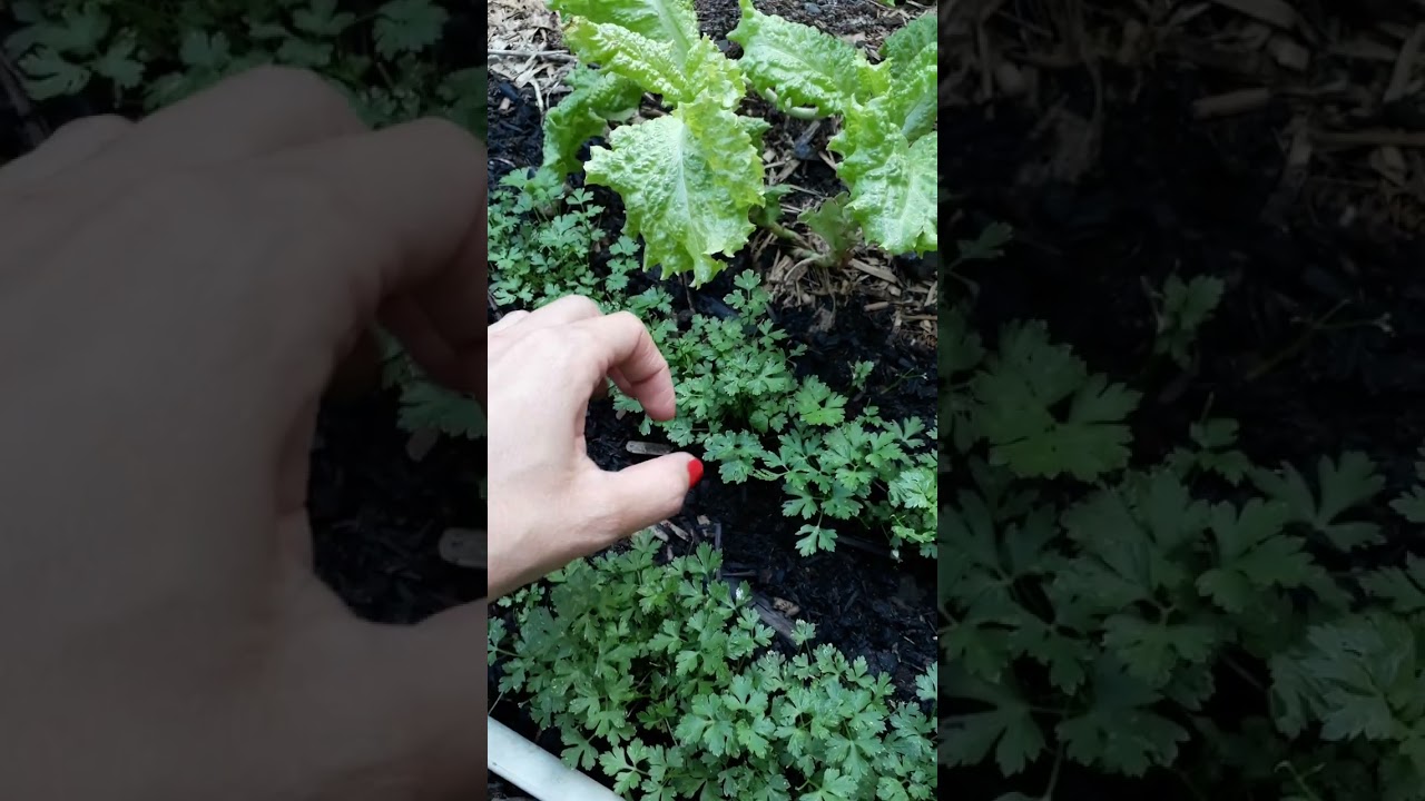 A cultura de interesse est&aacute; dentro de um sistema denominado agroecossistema.