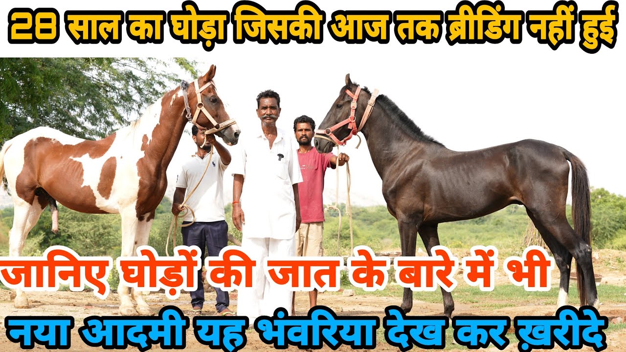 घोड़ों की बाल भंवरी के बारे में जानना है तो यह वीडियो जरूर देखें || जालौर राजस्थान