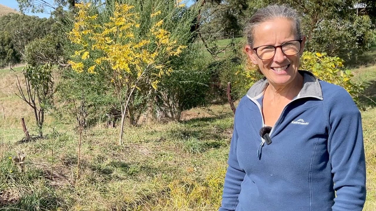Осень в лесном хозяйстве — продолжаю развивать свою систему выращивания кормов для животных