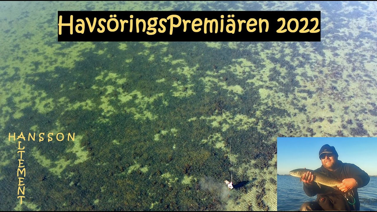 HavsöringsPremiären 2022