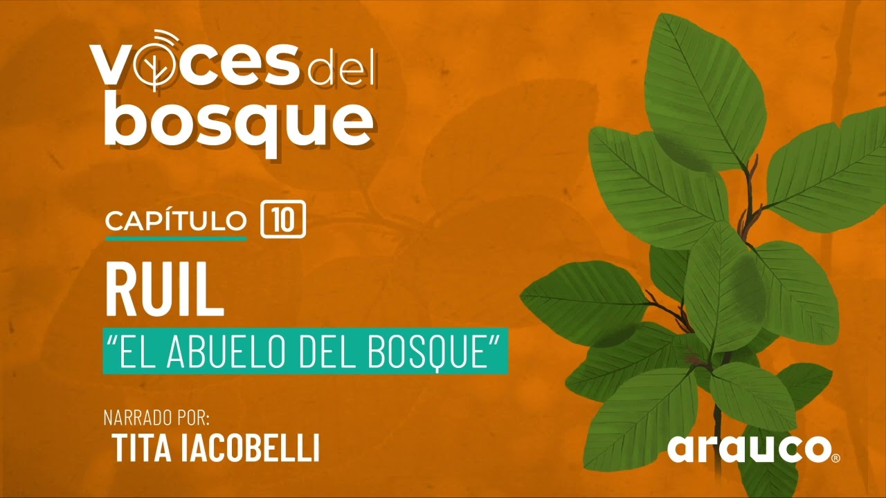 #VocesdelBosque: El Ruil por Tita Iacobelli