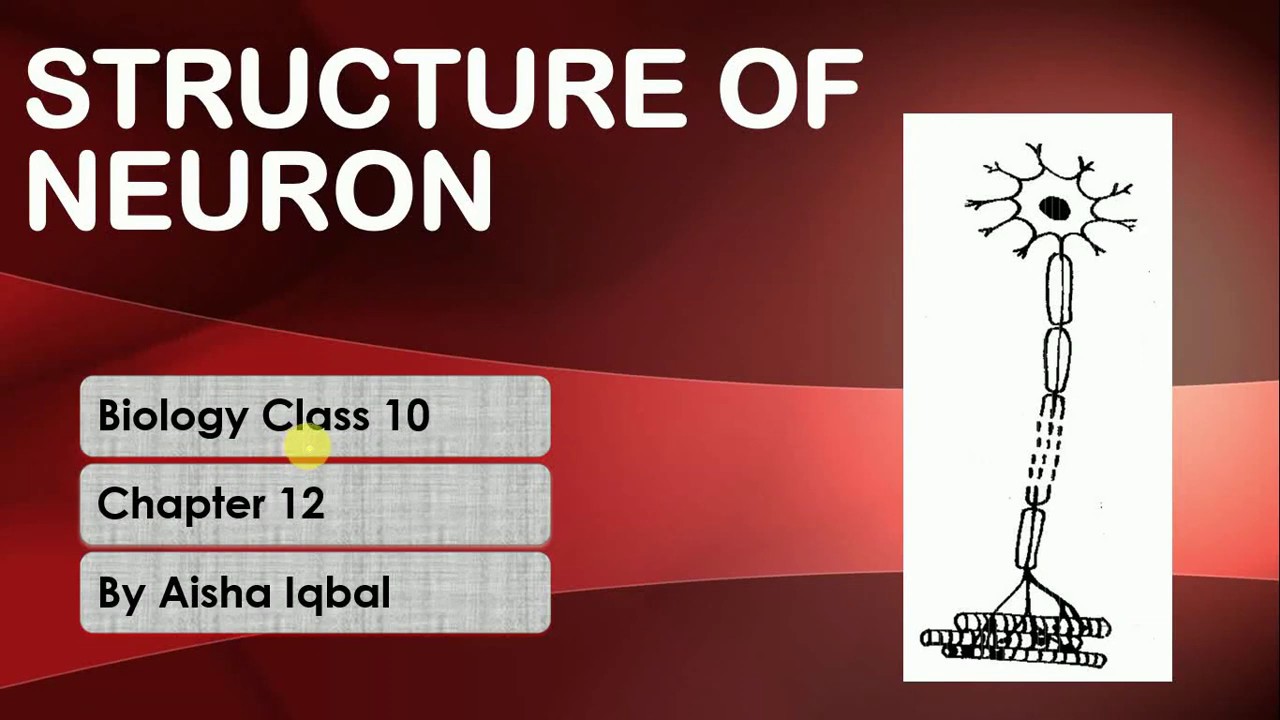 Structure of Neuron -Class 10 Biology