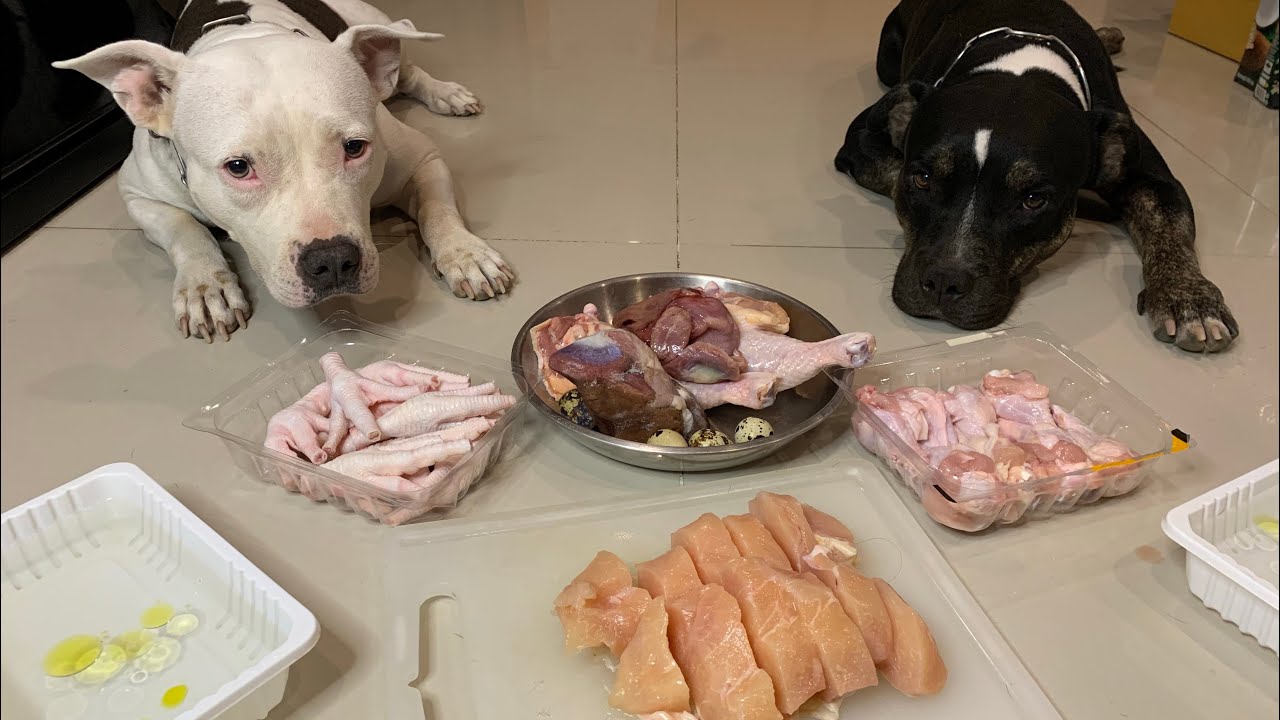 Pit Bulls eat 🐓Chicken&🦆Duck Offal combo [ASMR] RAW | MUKBANG | 犬が生の肉を食べる | 개는 날 음식을 먹는다 [咀嚼音]