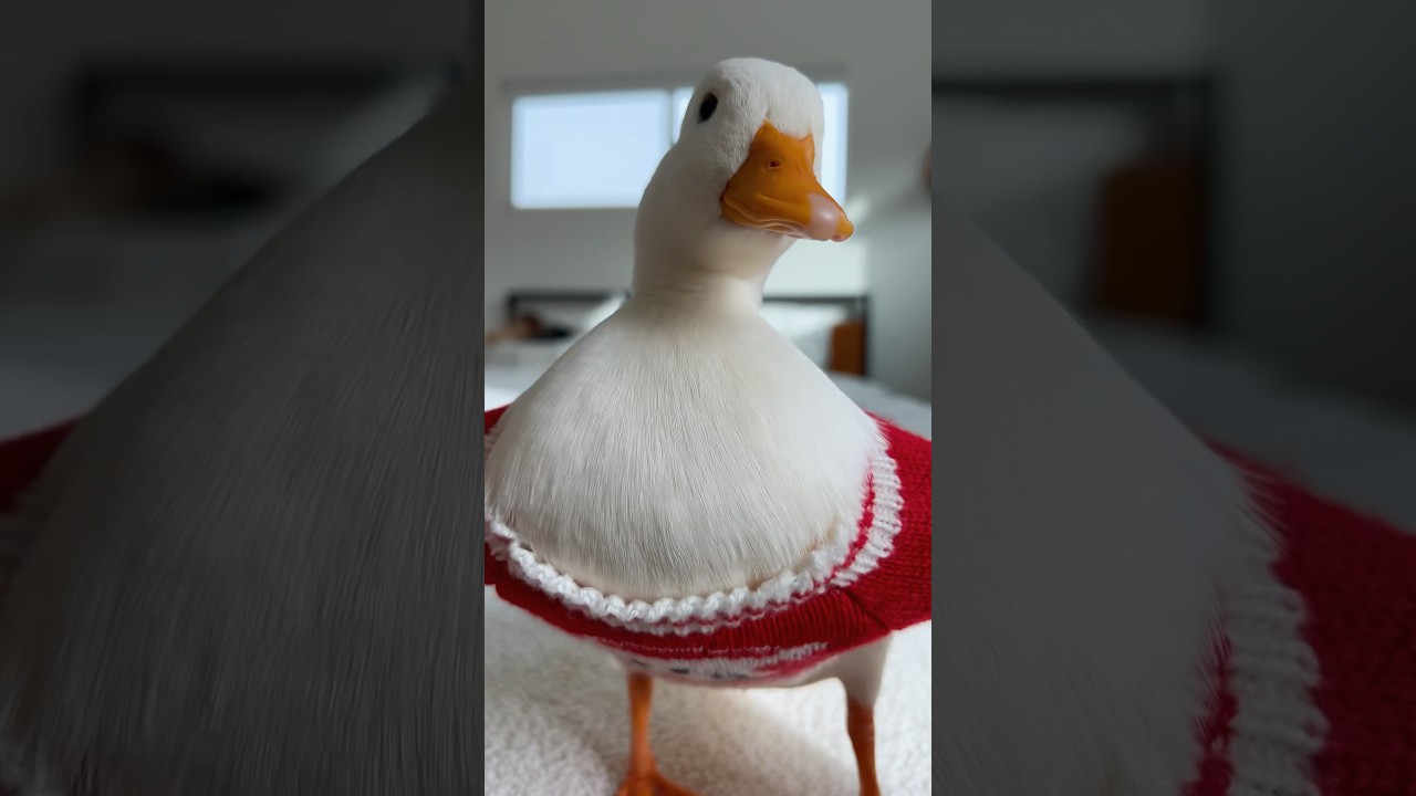 La La La #shorts #petduck