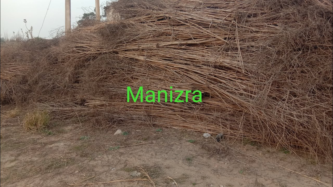 Manizra 
