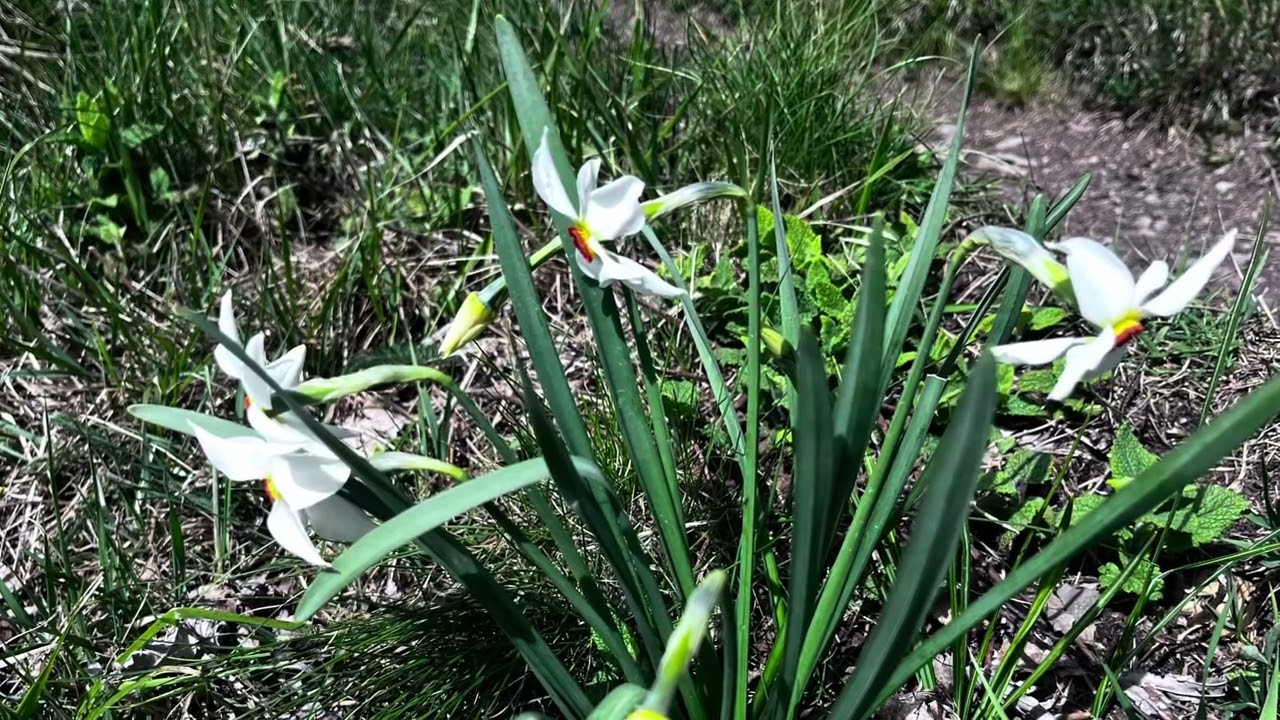 Monte Boletto e Bolettone. Giro ad anello dall’Alpe del Vicerè.