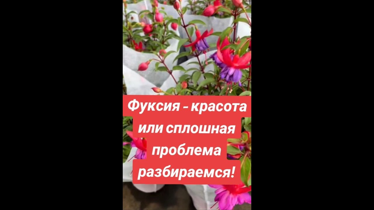 🔥 Фуксия &mdash; ваша мечта или кошмар? Разбираем ошибки! 💥 Ошибки, которые уничтожат твою фуксию!😳