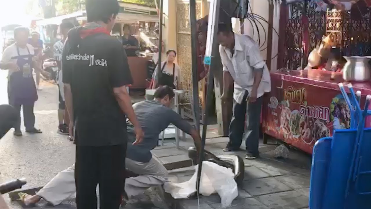 Gigantic Python Caught In Food Stands In Bangkok