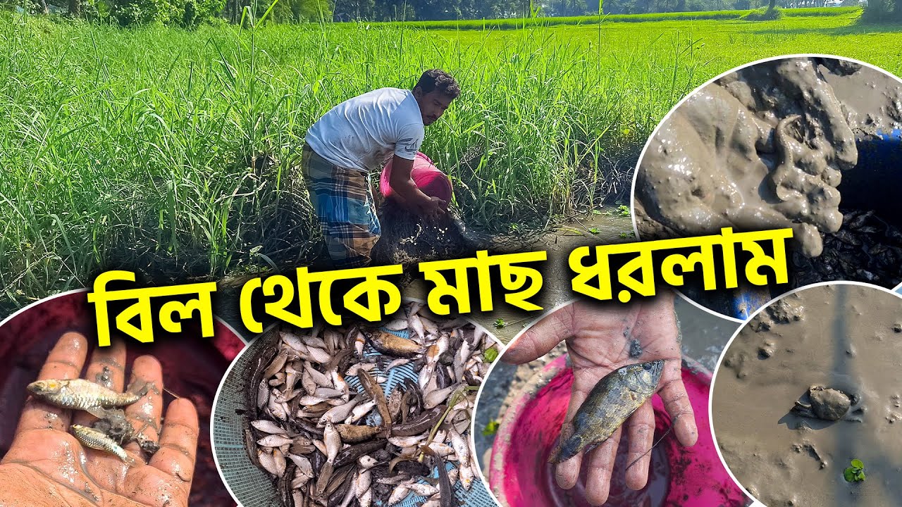 বিল থেকে মাছ ধরলাম | দেশি পুঁটি, বাইন, রইনা, চ্যাং সহ অনেক মাছ ধরলাম | Fishing Vlog