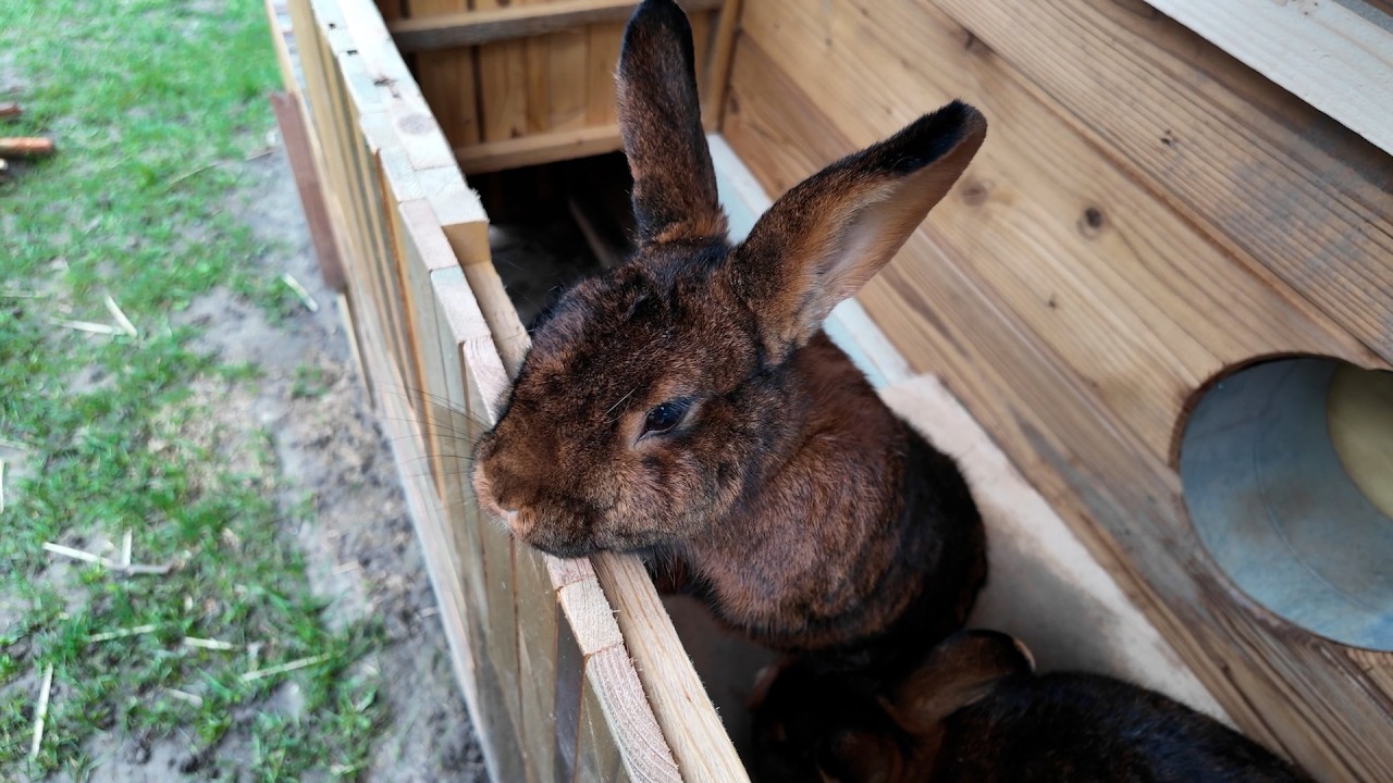 Een nieuwe konijnenheuvel - Jong contact met de natuur
