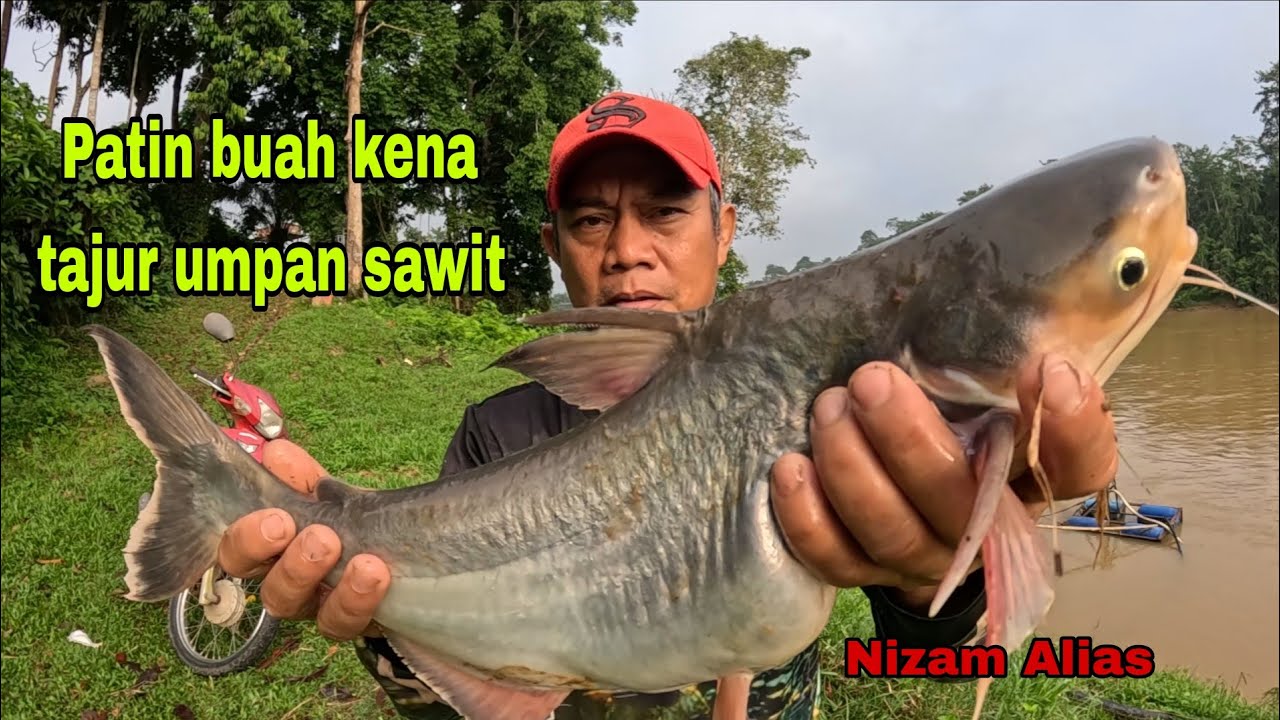 PATIN BUAH KENA TAJUR UMPAN BUAH KELAPA SAWIT