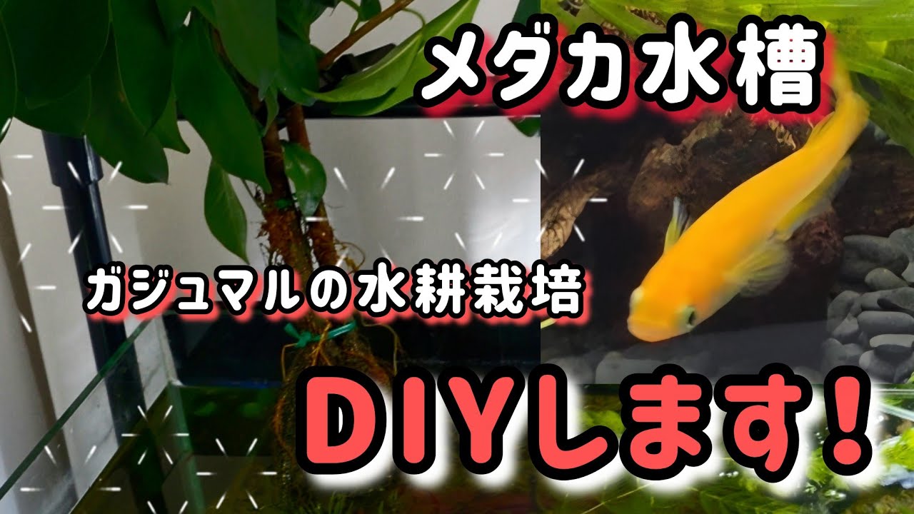 【ガジュマル】メダカ水槽のガジュマル支柱作っていくよ！