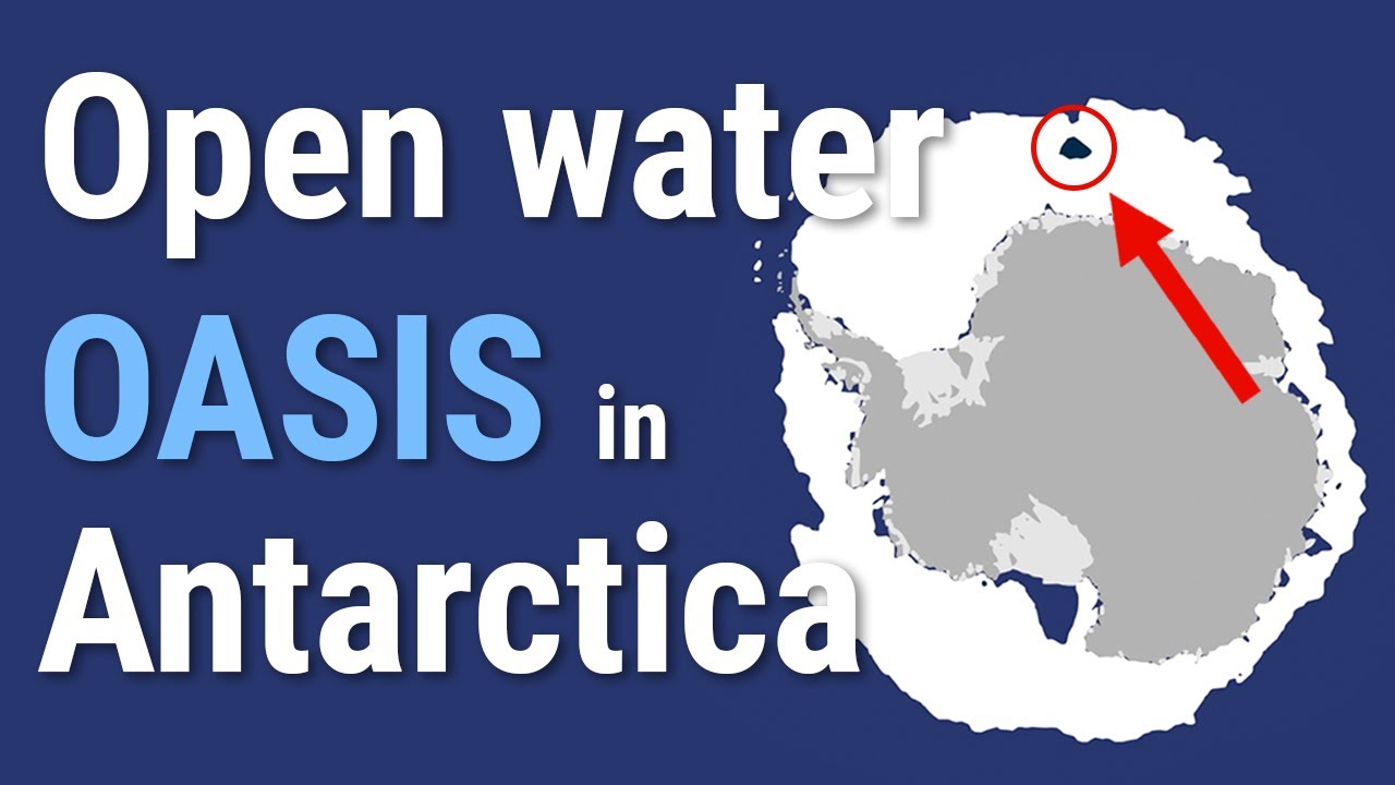 Oases in sea ice are essential to life in Antarctica