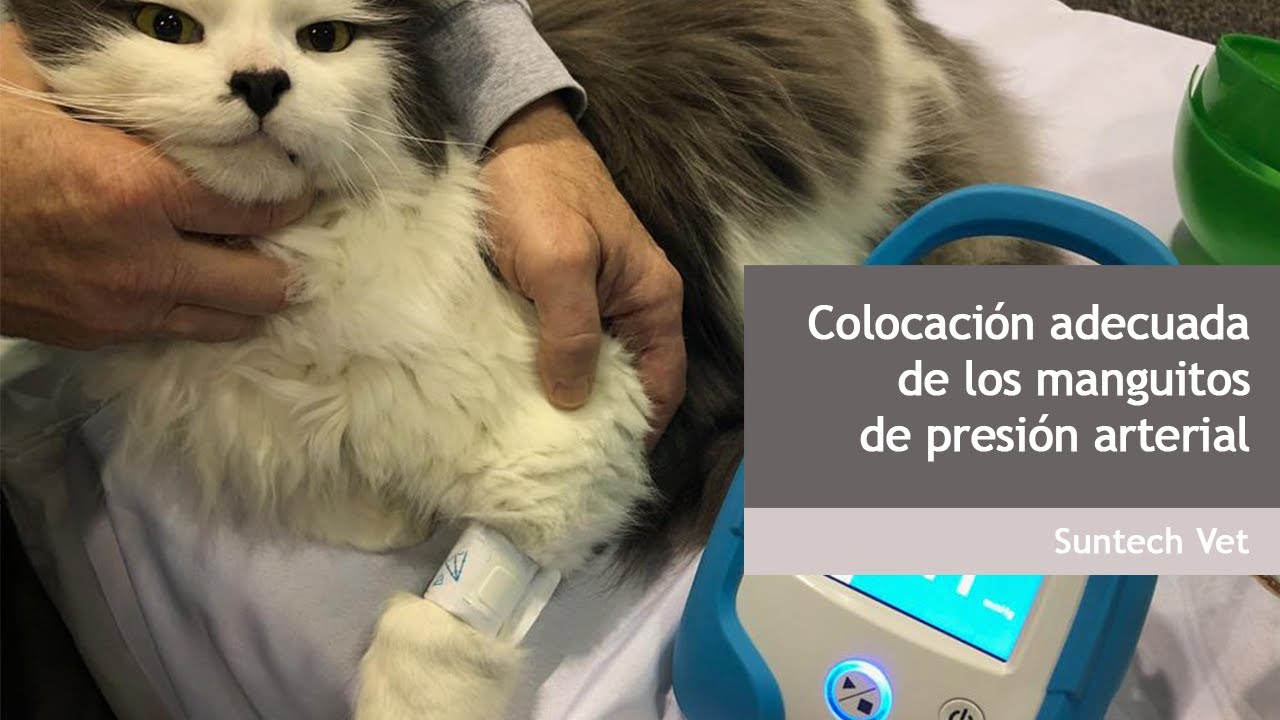 Colocación adecuada de los manguitos de presión arterial - SuntechVet