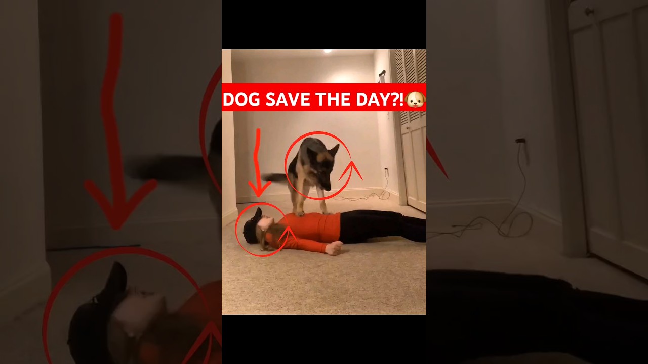 Animal Saves Human?! #animalsavinglives #shorts #animals
