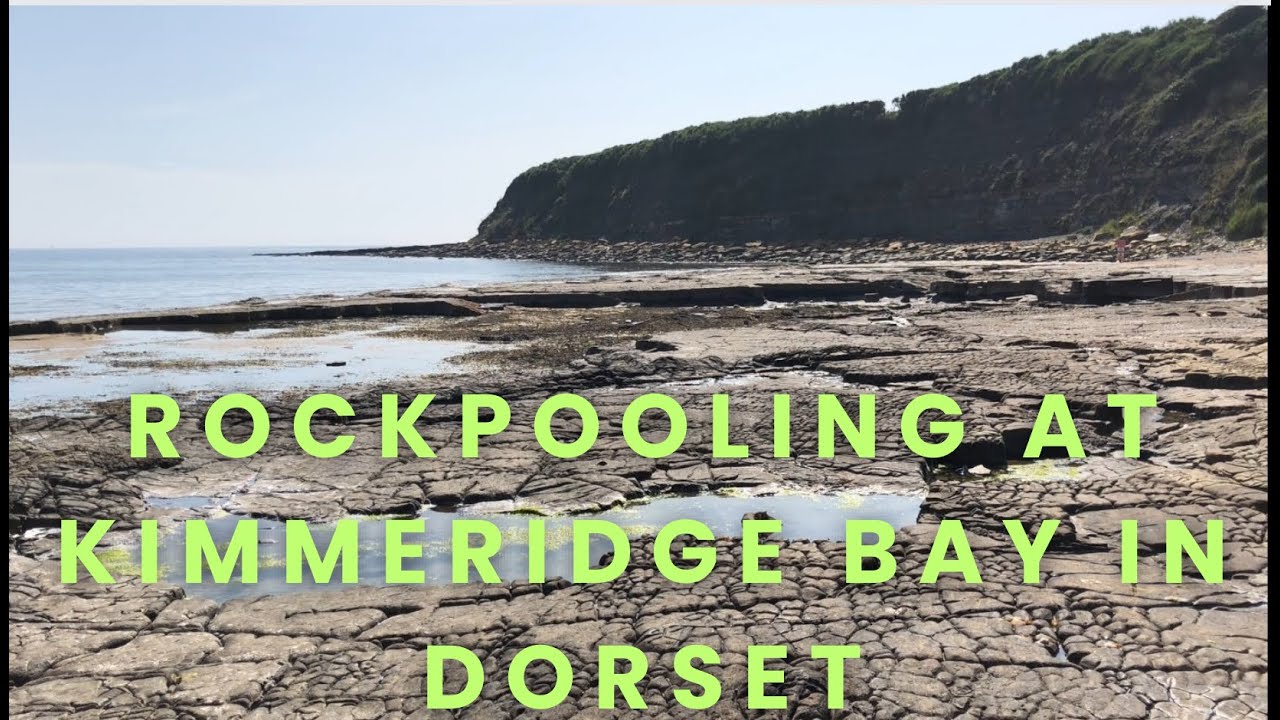 Rockpooling at Kimmeridge Bay in Dorset (Jurassic coast)