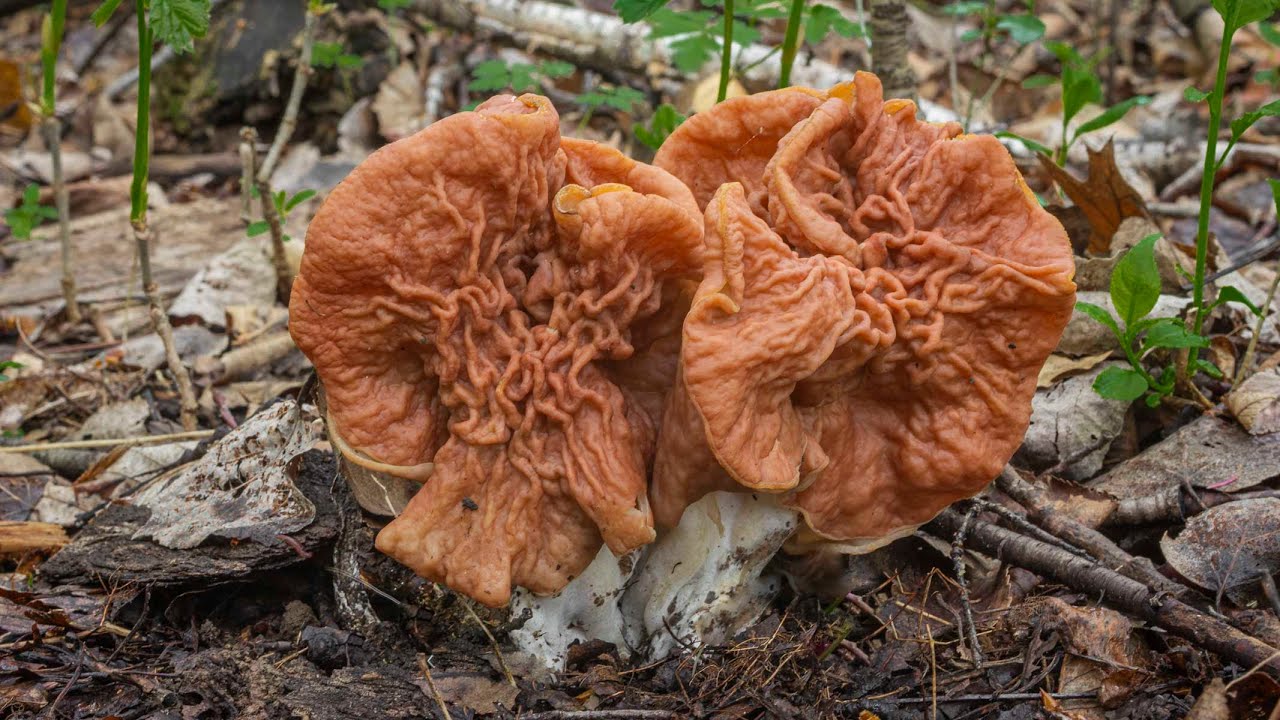 Elephant Ear Mushroom