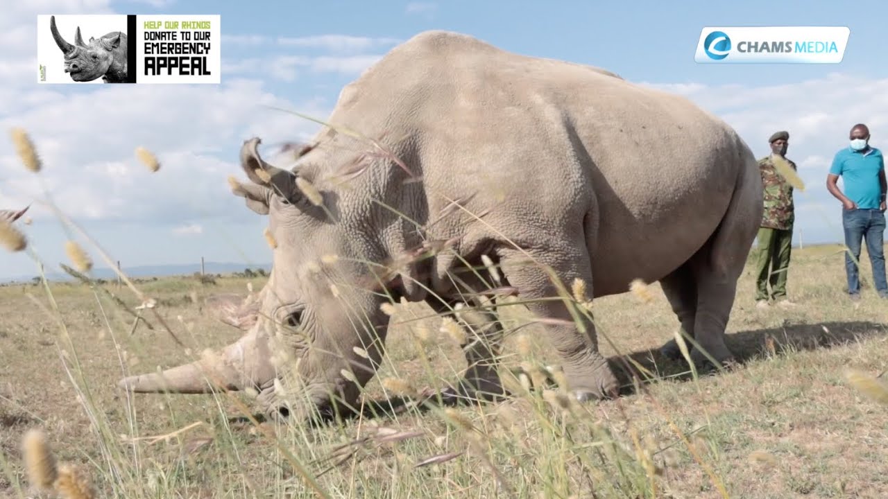 My Magical Kenya Ep30: The Last of The White Rhinos are Only Found in Ol Pejeta Conservancy