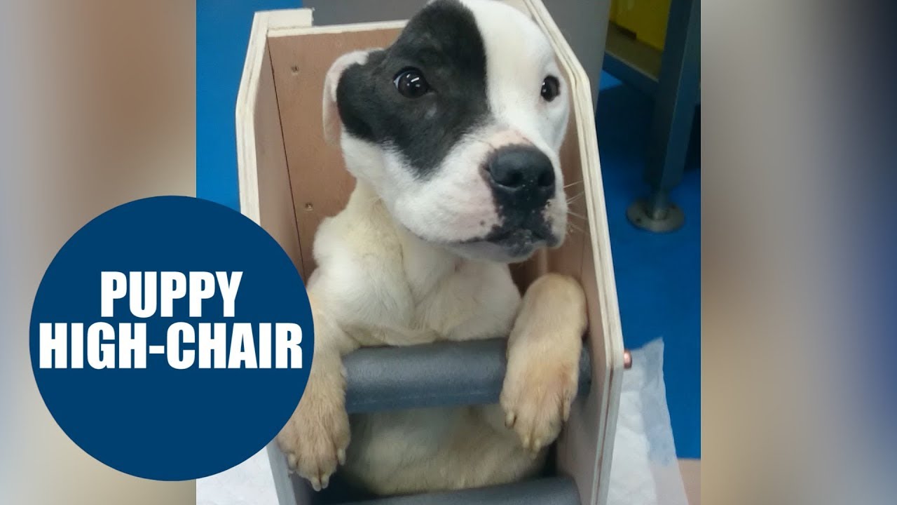 Starving dog finally eats after vets build chair
