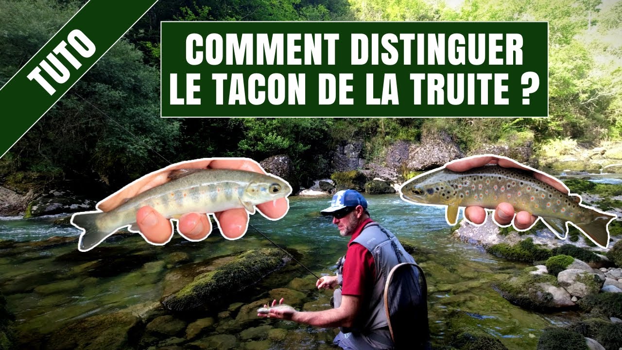 TRUITE FARIO vs TACON : les différences pour ne plus se tromper