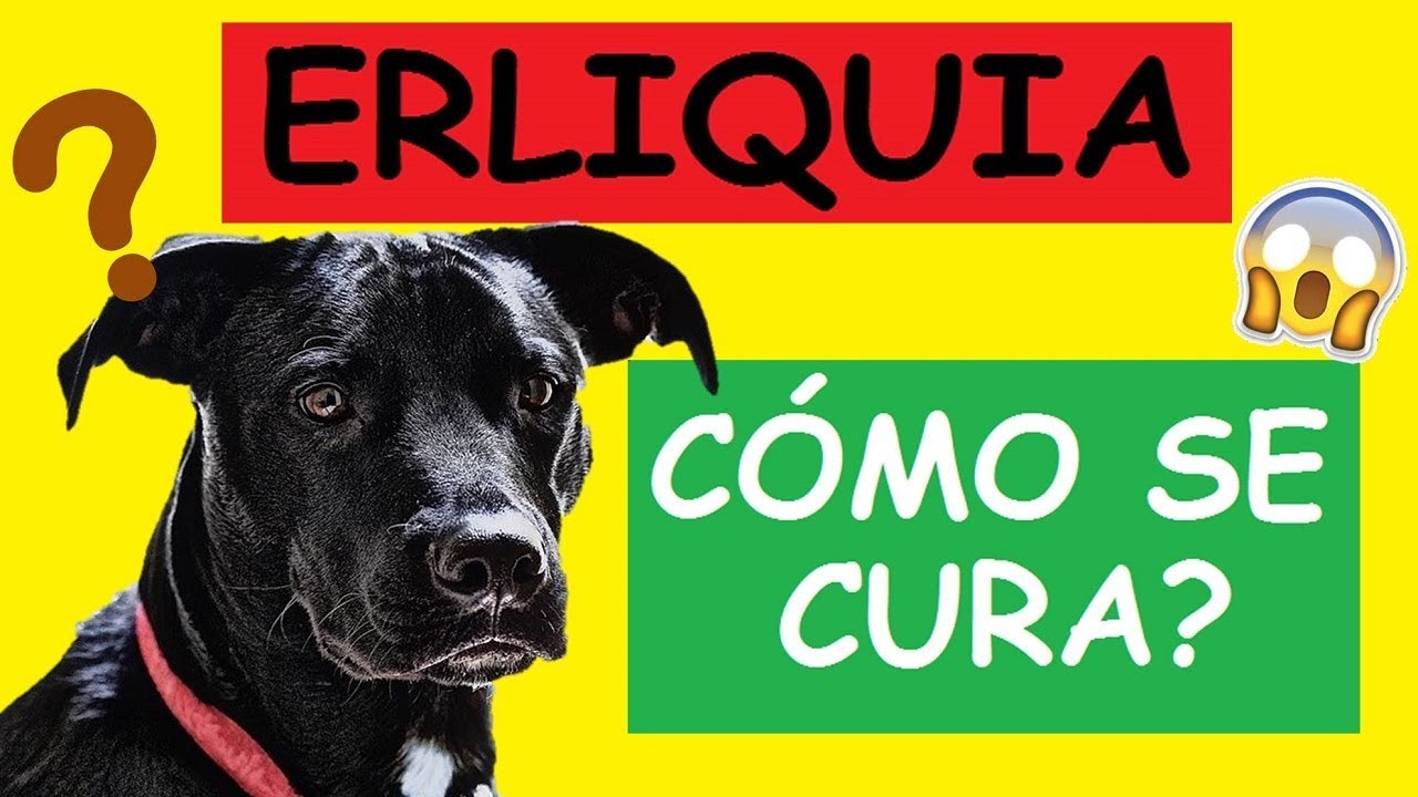 COMO CURAR LA ERLIQUIA EN LOS PERROS