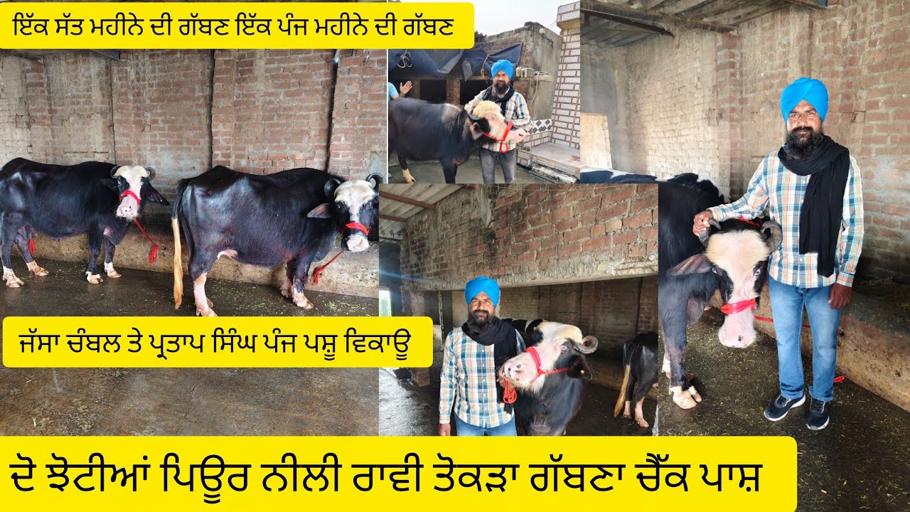 #date (26-02-26) ਜੱਸਾ ਚੰਬਲ ਤੇ ਪ੍ਰਤਾਪ ਕੈਰੋਂ ਪੰਜ ਛੇ ਪਸ਼ੂ ਵਿਕਾਊ ਦੋ ਤਾਜ਼ੀਆਂ ਸੂਈਆ ਦੋ ਤੋਕੜਾ ਗੱਬਣਾ 