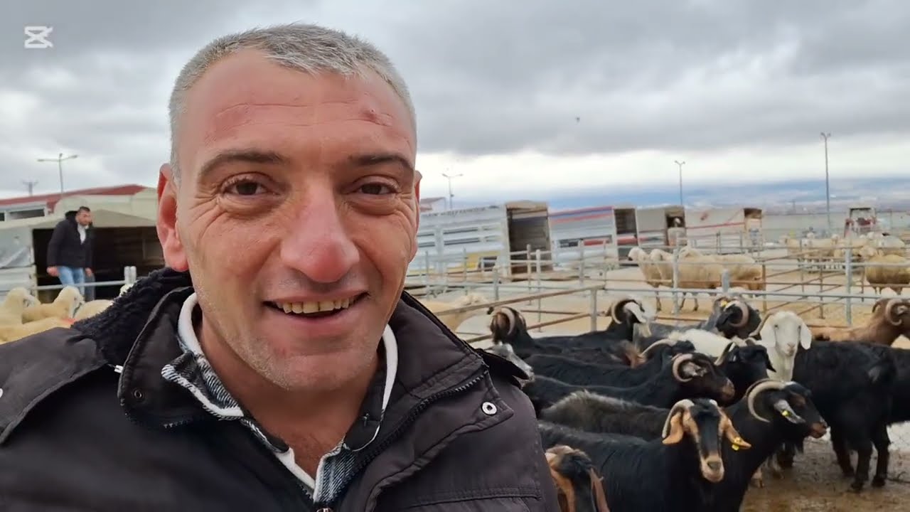 ÇORUM HAYVAN PAZARI KÜÇÜKBAŞ.                  30 ARALIK ÇEKİMİ  TEK BÖLÜM 31 ARALIK 2024