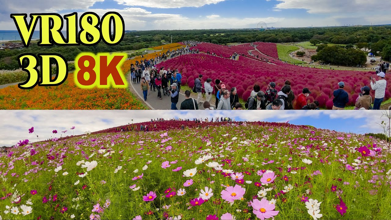[ 8K 3D VR180 ] ひたち海浜公園・コキアとコスモスの絶景  Spectacular views of kochia and cosmos at Hitachi Seaside Park