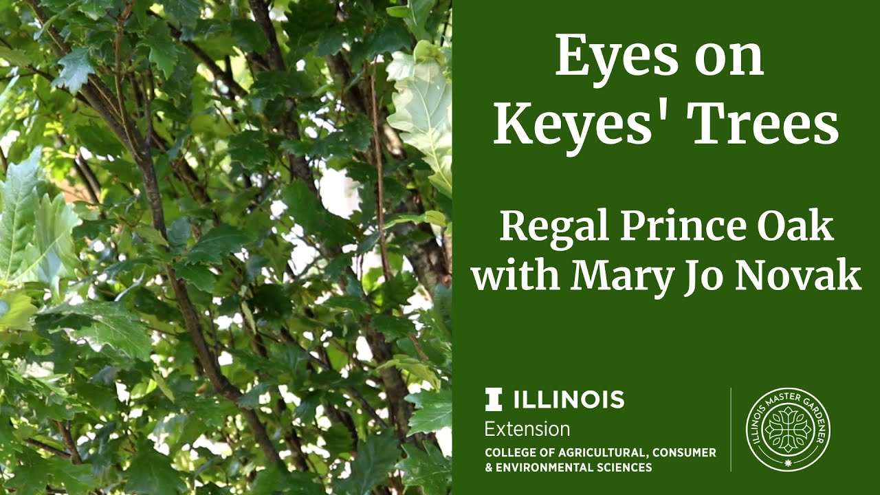Regal Prince Oak Tree