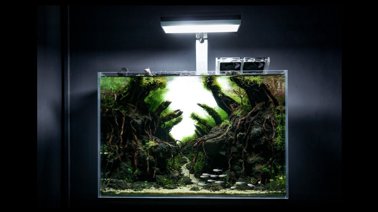 Making a forest Aquarium meditation
