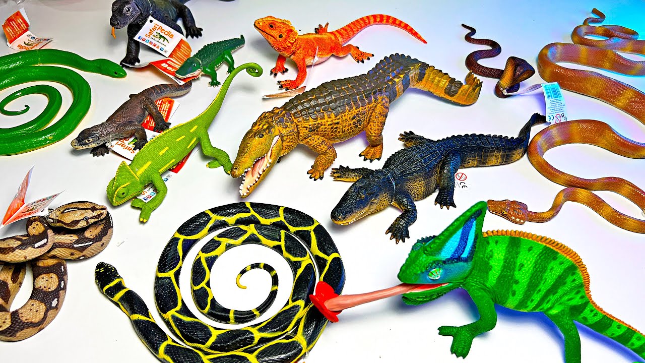 Animals - New Reptile Collection - Crocodile, Alligator, Komodo Dragon, Chameleon, Boa Constrictor