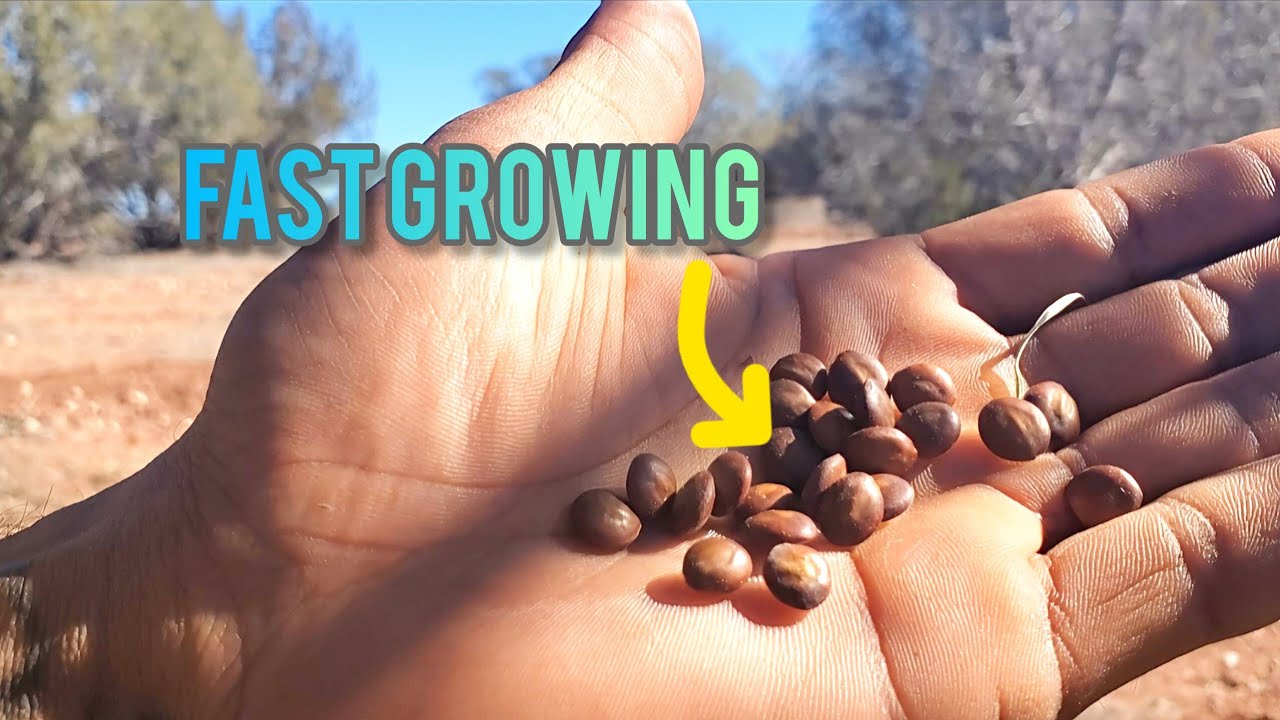 You Didnt Know This Desert Seed Had So Many Advantages 