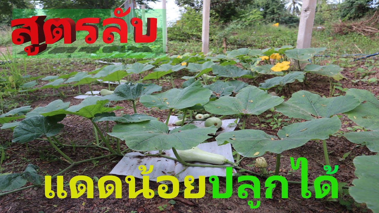 เปิดเผยปลูกฟักทองได้ในพื้นที่ในร่ม ไม่มีแดดก็ปลูกได้แล้ว