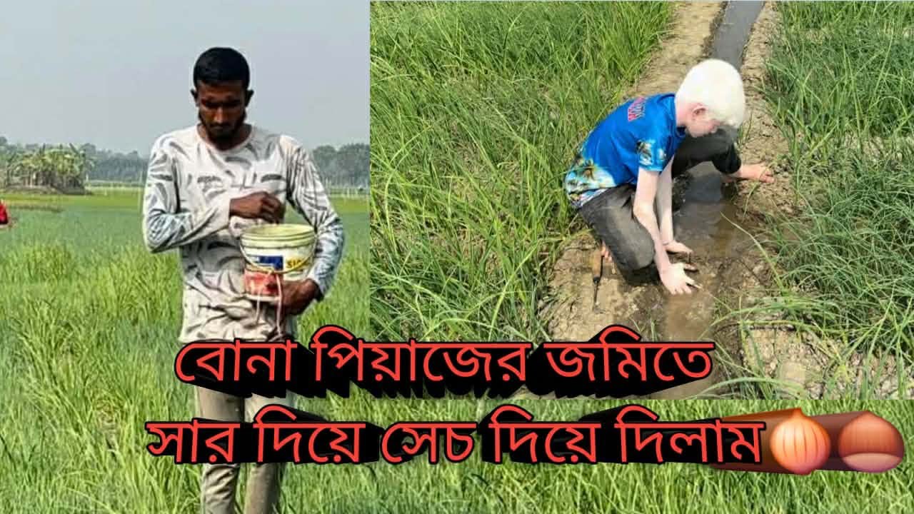 বোনা পিয়াজের জমিতে সার দিয়ে সেচ দিলাম