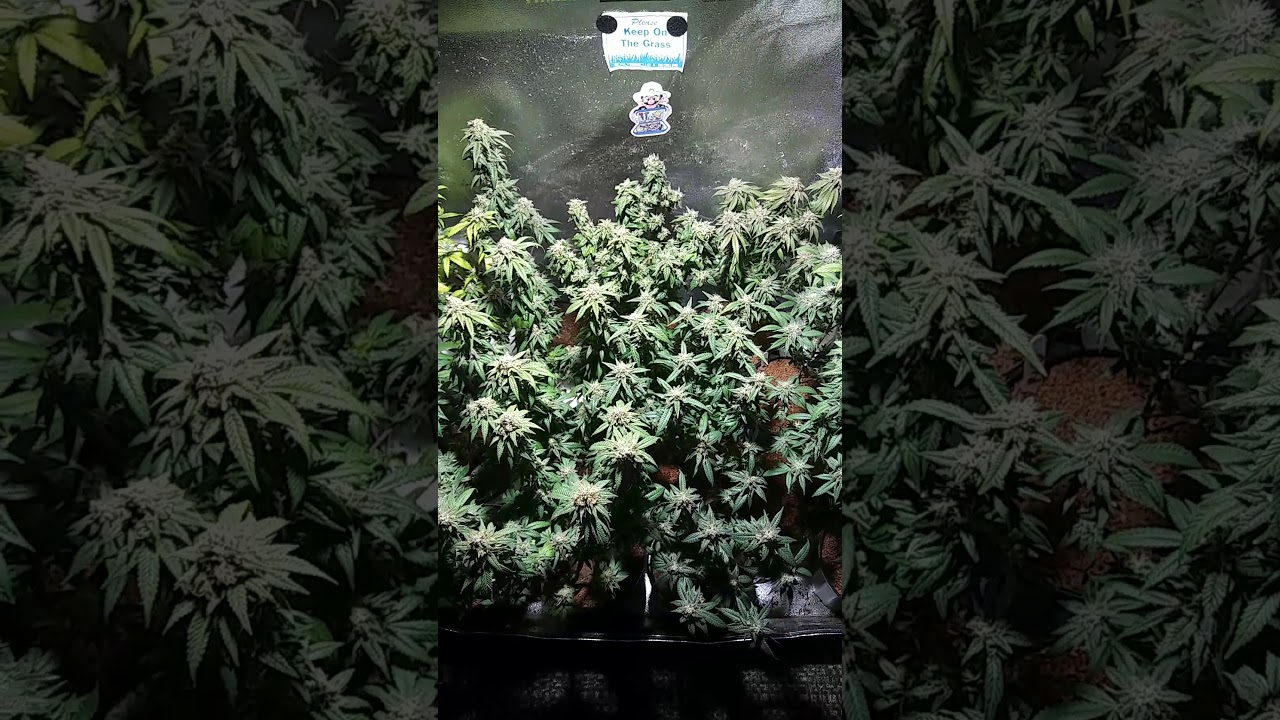MIGRO 100 2x4 s.o.g..week 7 update