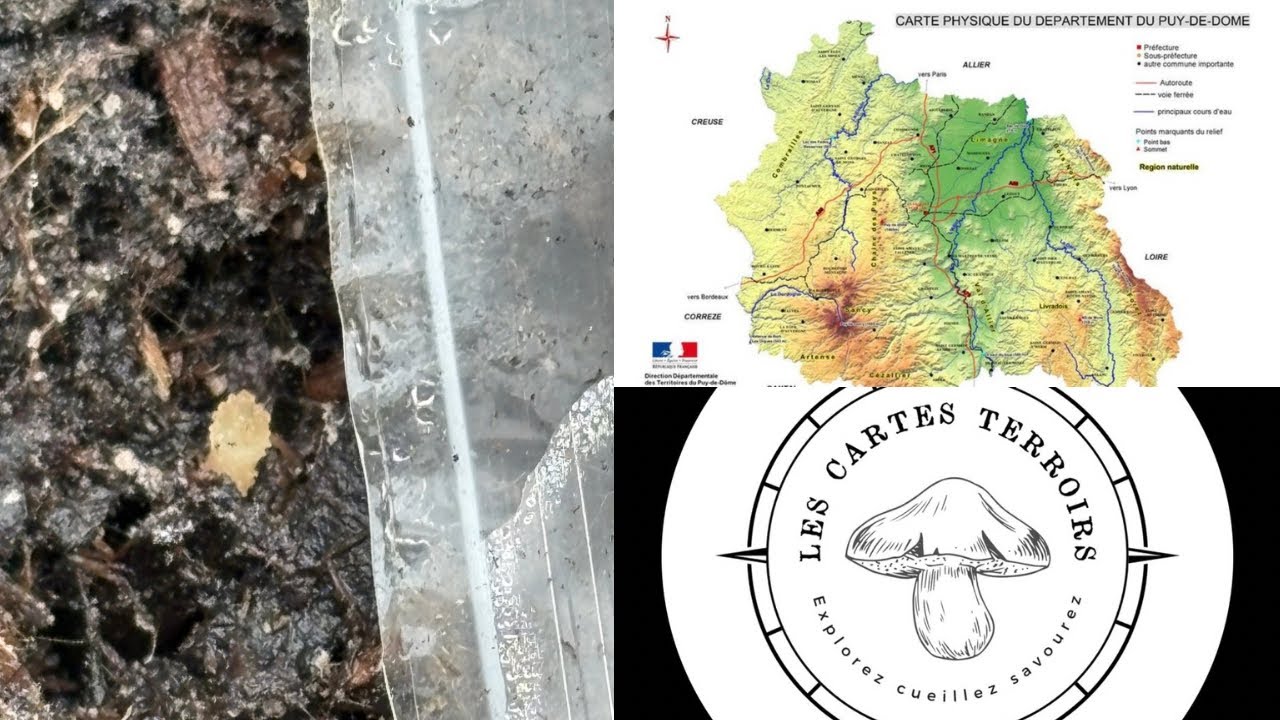 Des nouvelles de ma culture / carte de probabilités de coins à morilles 👍