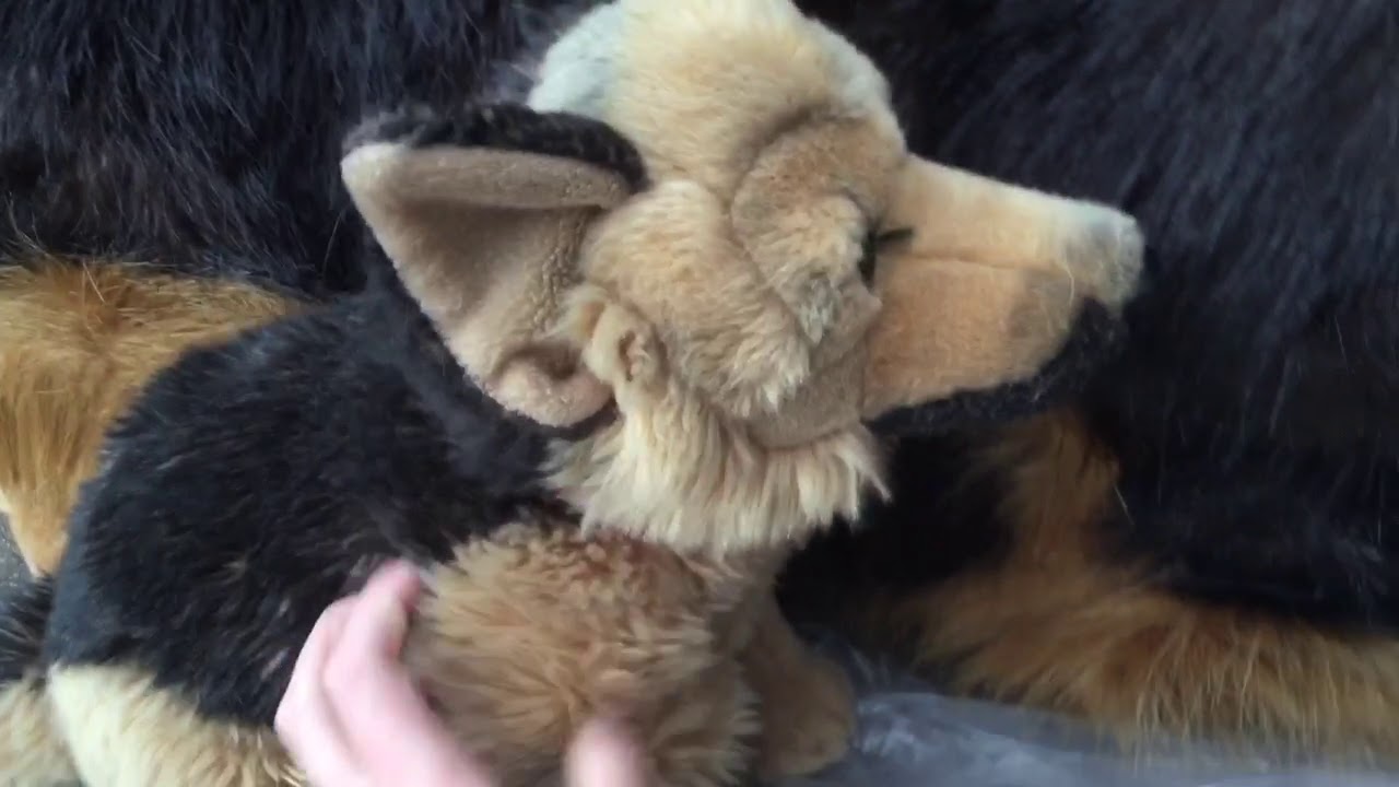 Major Unboxing! Douglas German Shepherd ❤️❤️