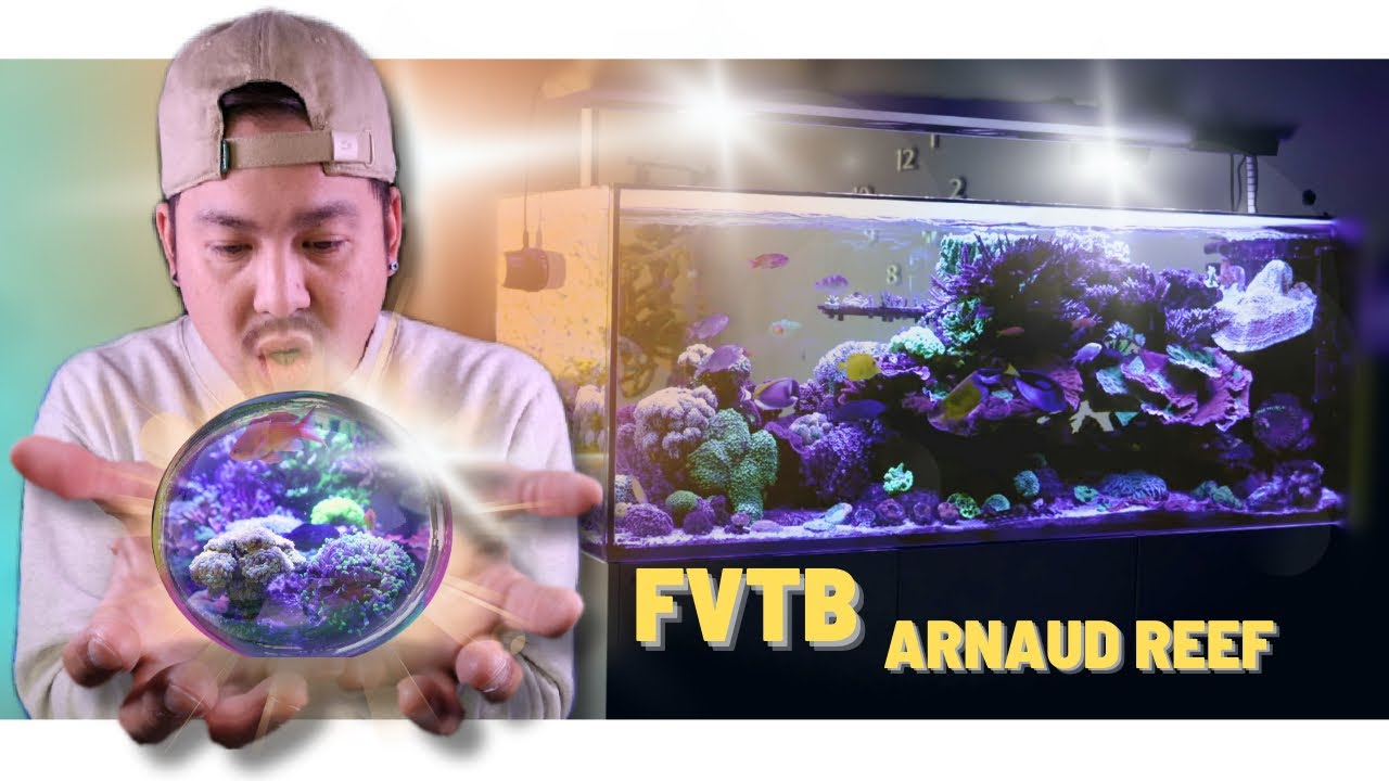 Plongée Privée : Visite d'un Aquarium Impressionnant chez un Expert! / Fais Voir Ton Bac Arnaud Reef