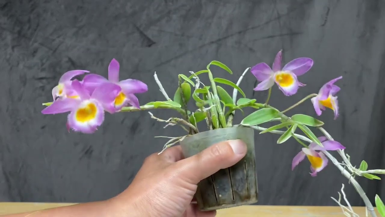 20220525: 蟠龙石斛/美花石斛