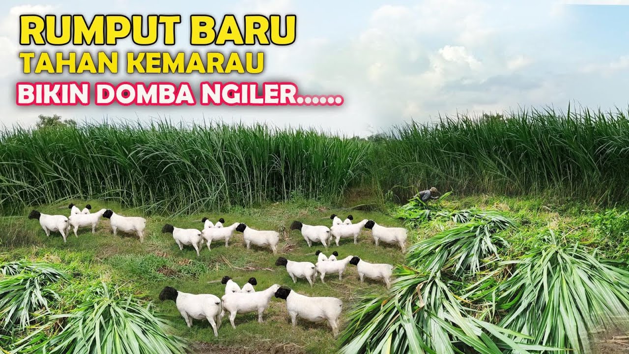 Rumput Baru,bikin Ribuan Domba ngiler !! Tahan kemarau dan anti hama