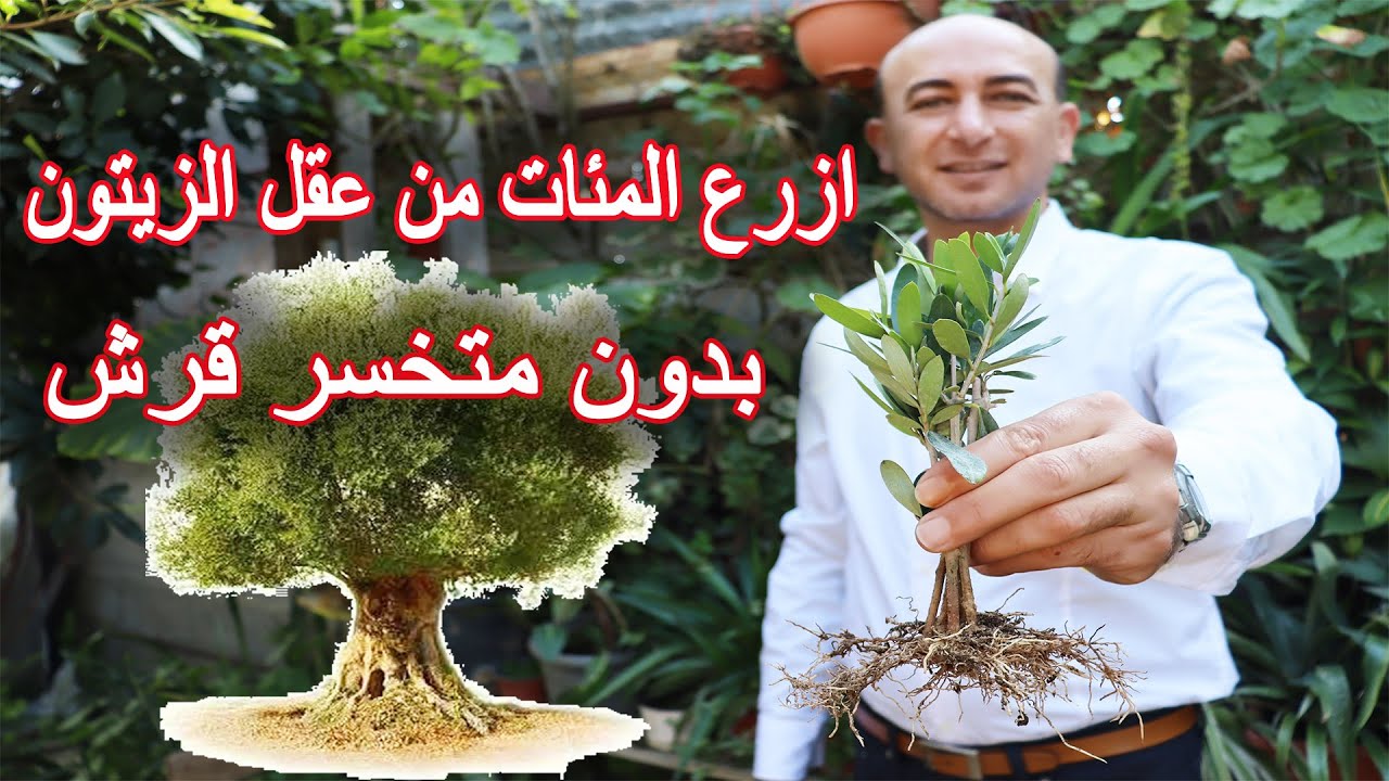 افضل طريقة لزراعة عقل الزيتون, The Best Way to Grow Olive Cuttings