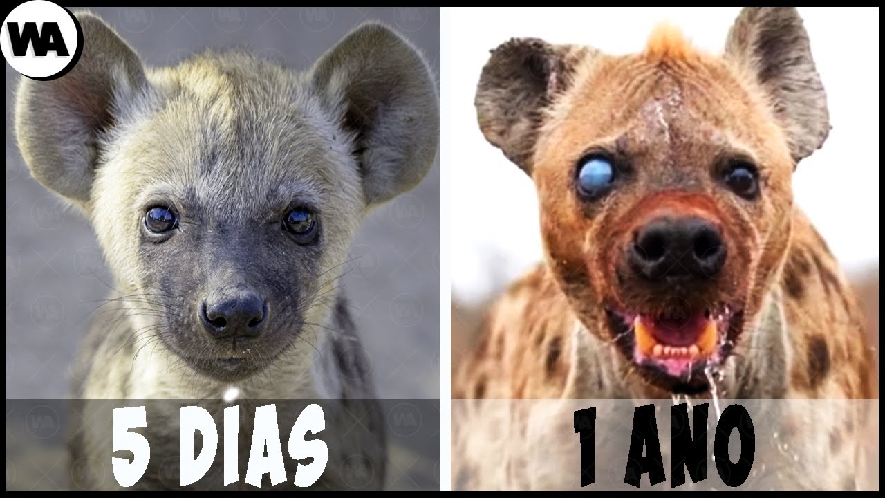 Esta Es La Razón Por La Que Las Hienas No Quieren Crecer