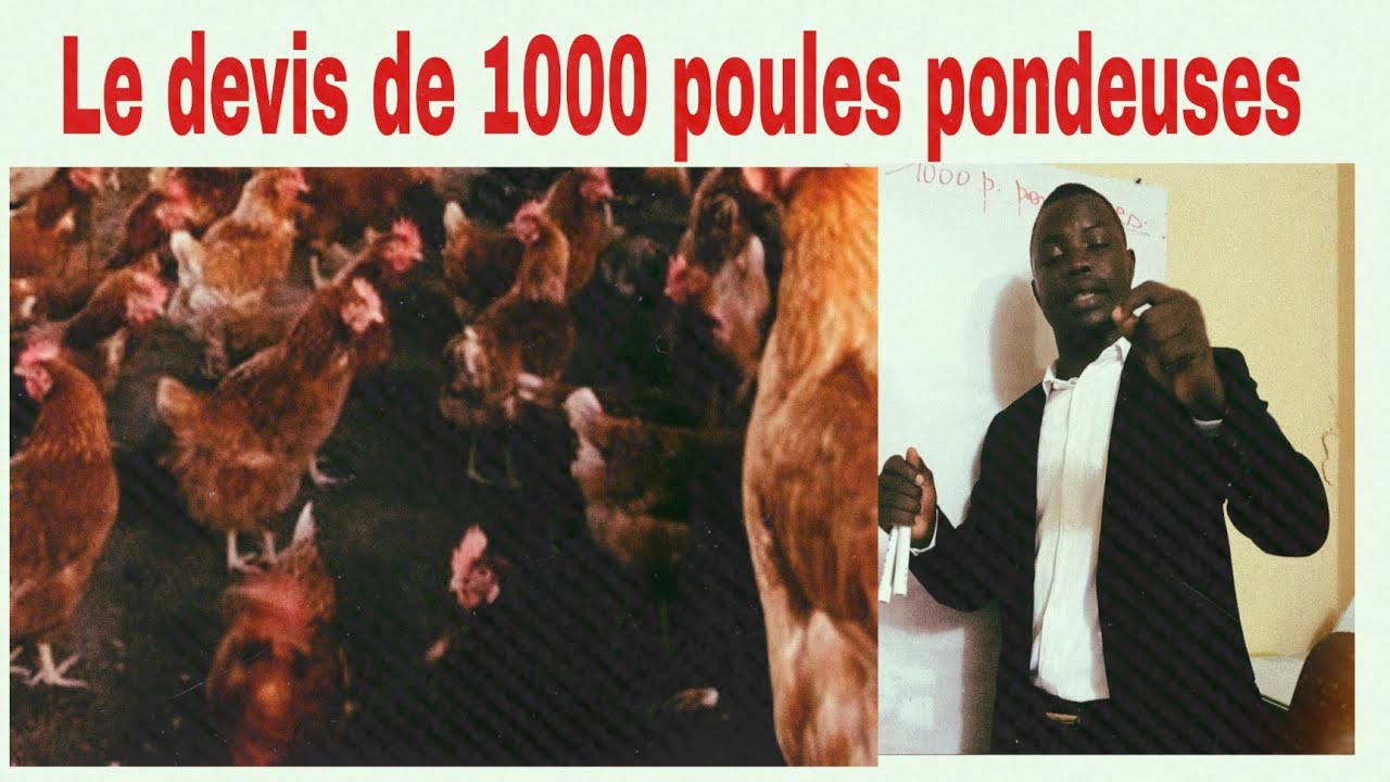 Le devis de 1000 poules pondeuses. voici le devis normal: &eacute;levage.
